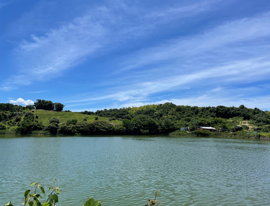 ◆新池（岸和田市流木町）