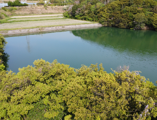◆新池（東浦）
