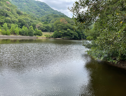 新ノ池（八木養宜上）