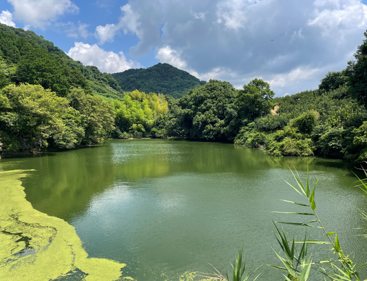 ◆粉河弁財天上池