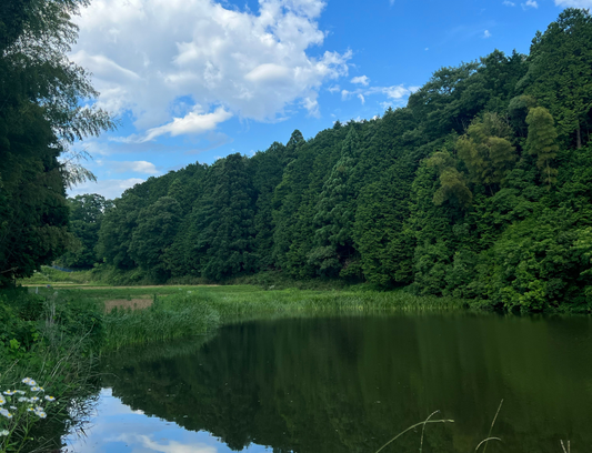 ◆高野東城跡上池