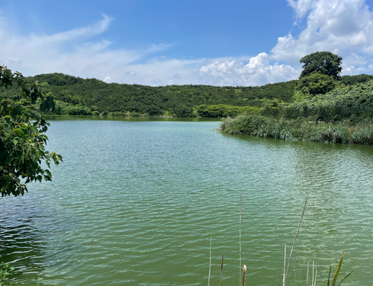 大池（紀の川馬宿）