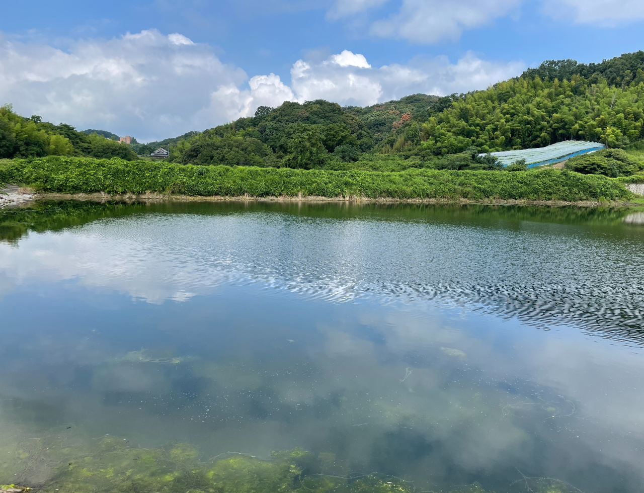 ◆東宝入池