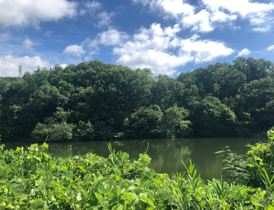 ◆川池(そよかぜ霊園)