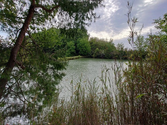 ◆古池（北条町古坂）