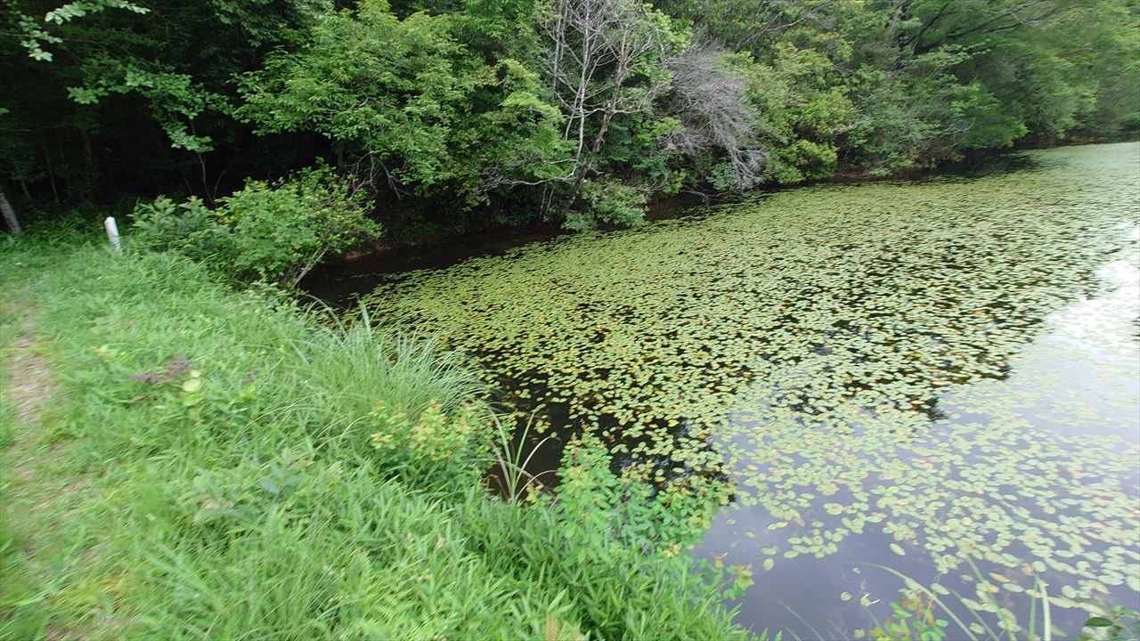 ◆谷田上池（上久米南山）