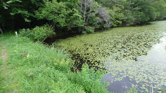◆谷田上池（上久米南山）