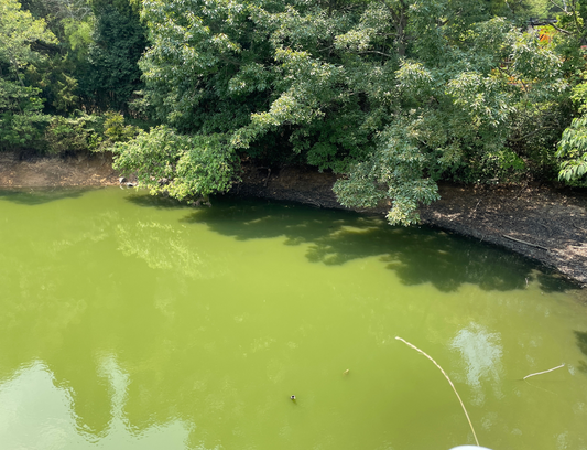◆山大寺池側水路池