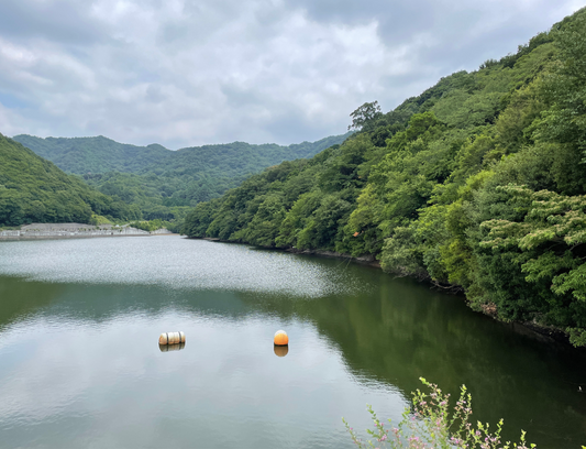 皿池（八木養宜上）