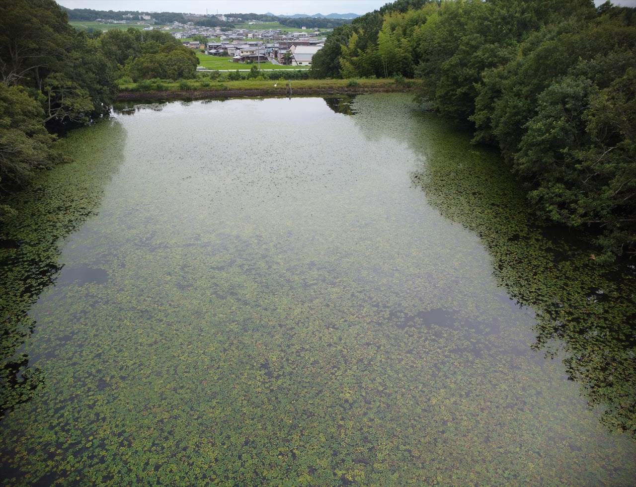 ◆上ノ池（住吉町）