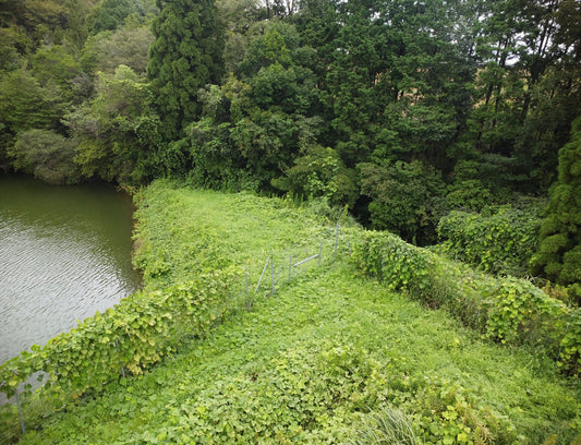 ◆宮池（桑原田町）