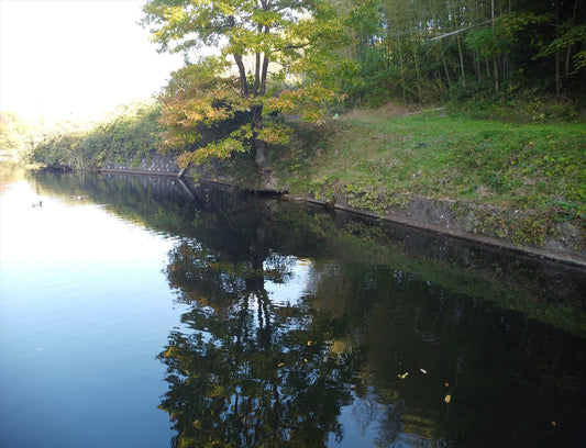 針鉢池