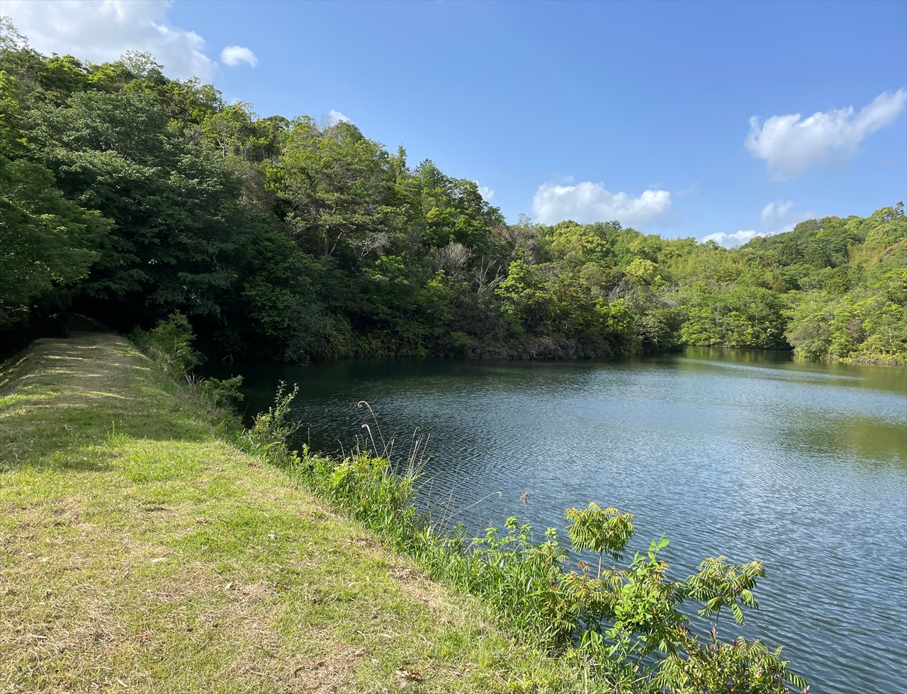 ◆新池（貴志川町長山）