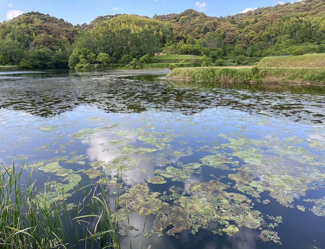 ◆原野大池