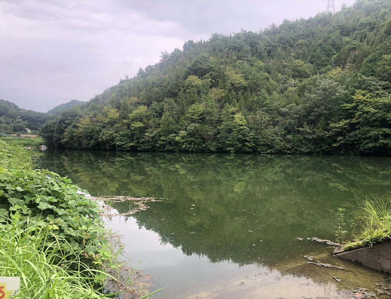 ◆由津里大池