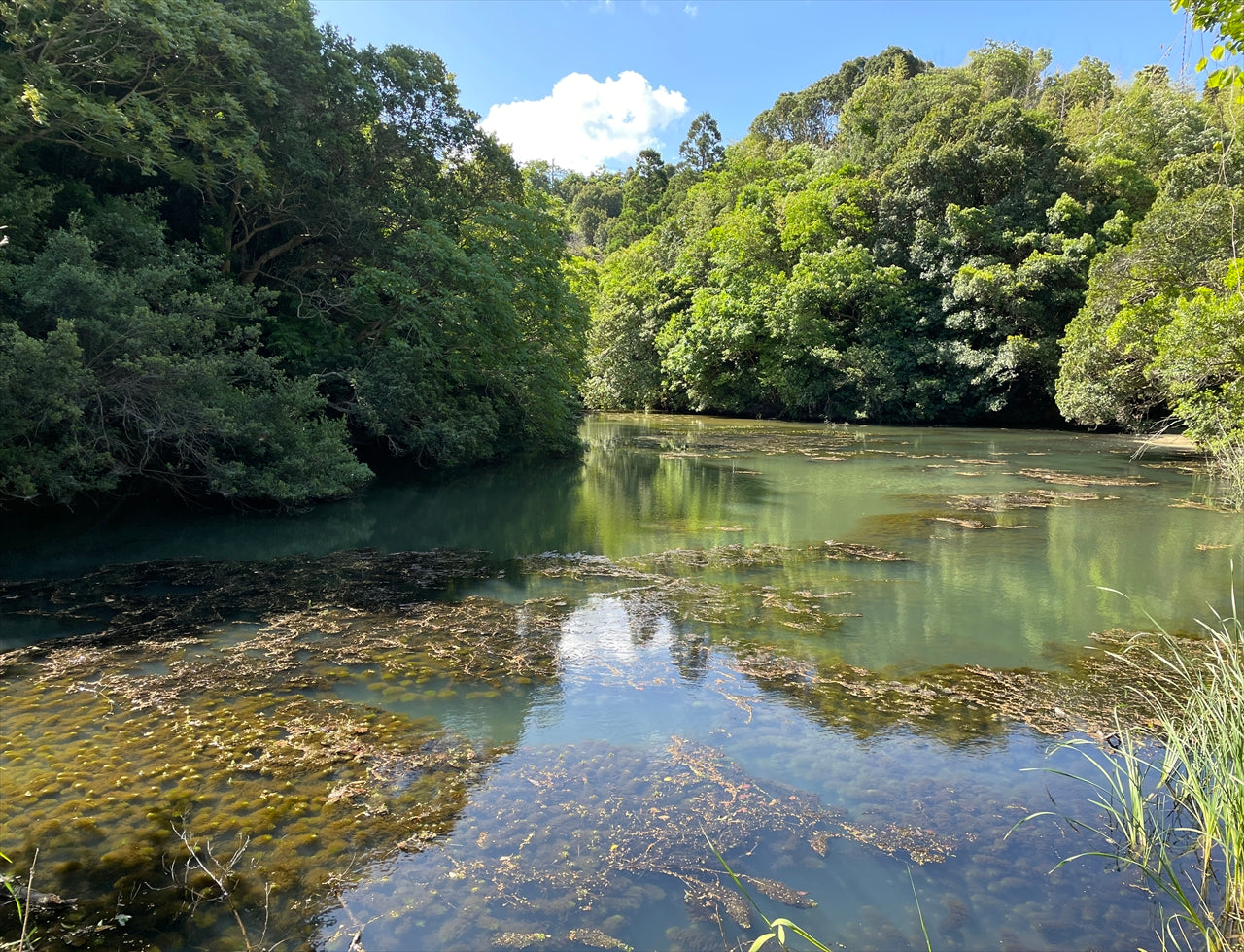 ◆黒松池（野島）