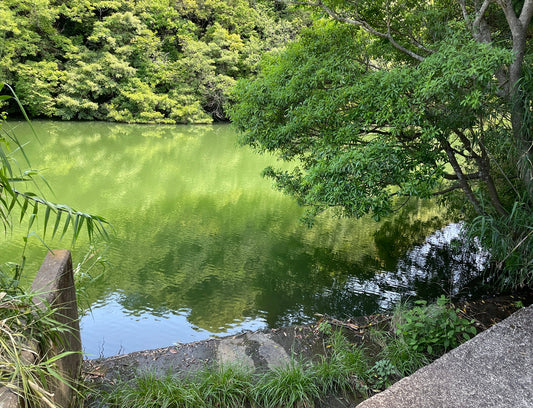 ◆池ノ谷池（西岩代）