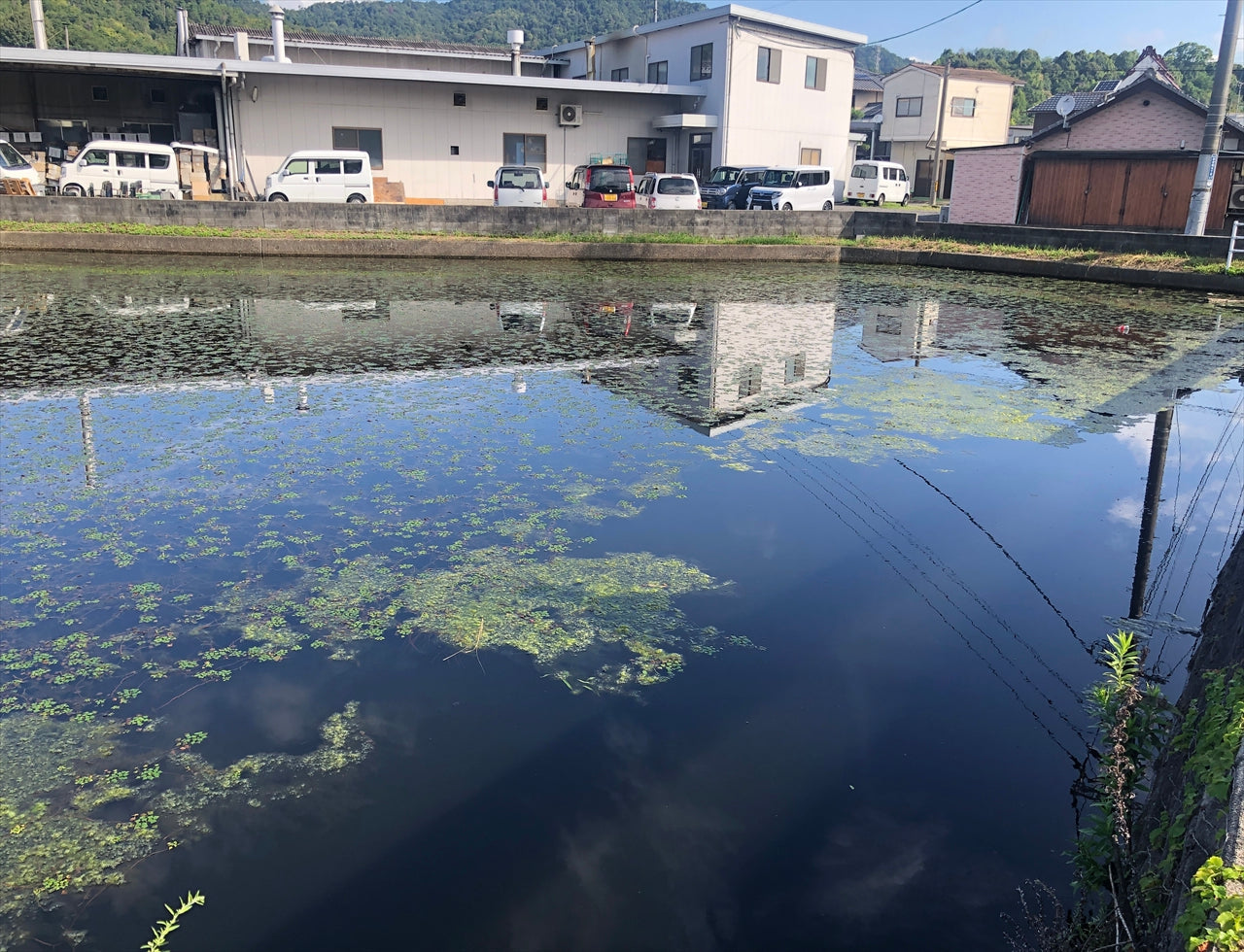 ◆寺堤池