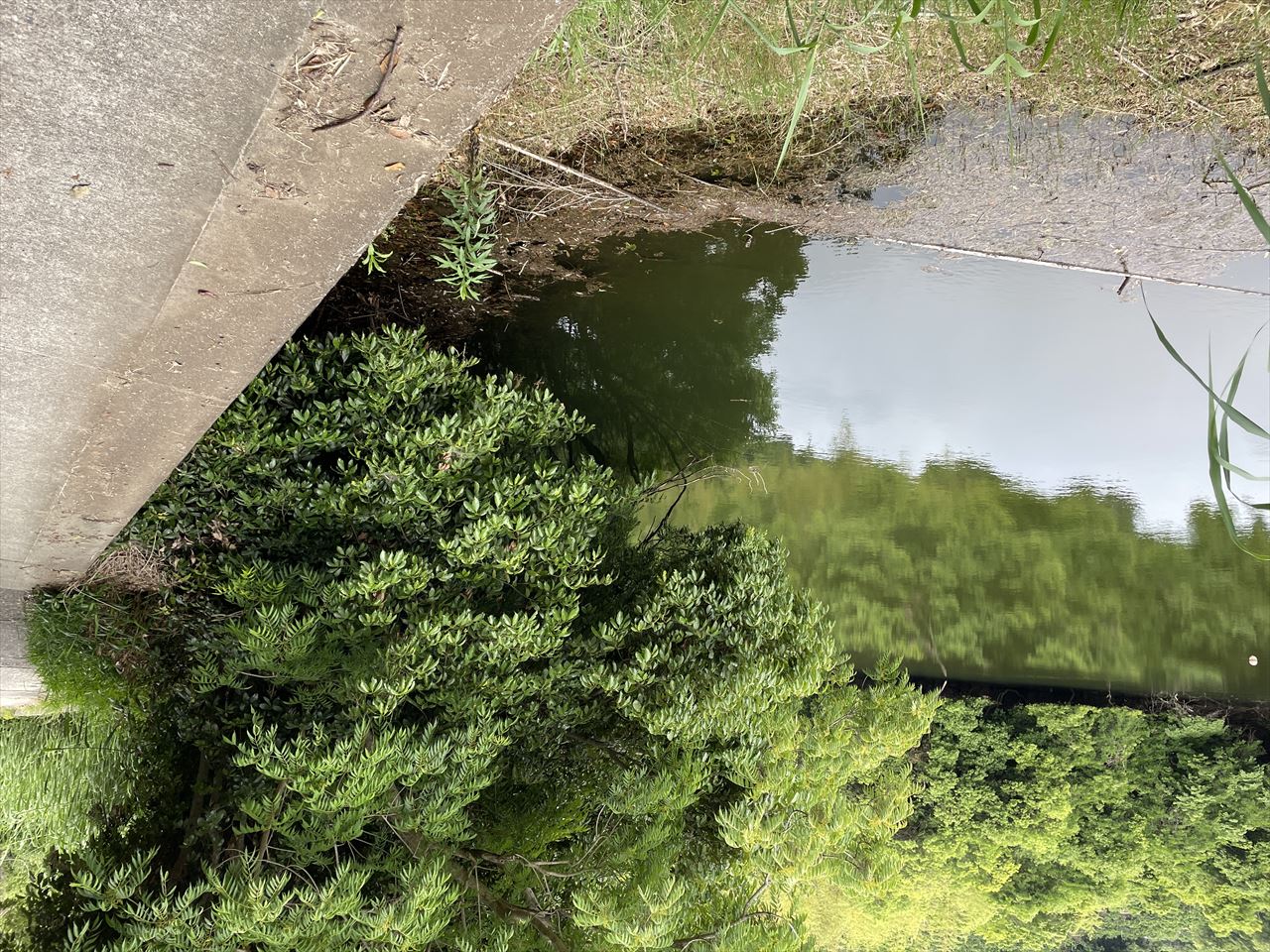 ◆新池（吉川長山）