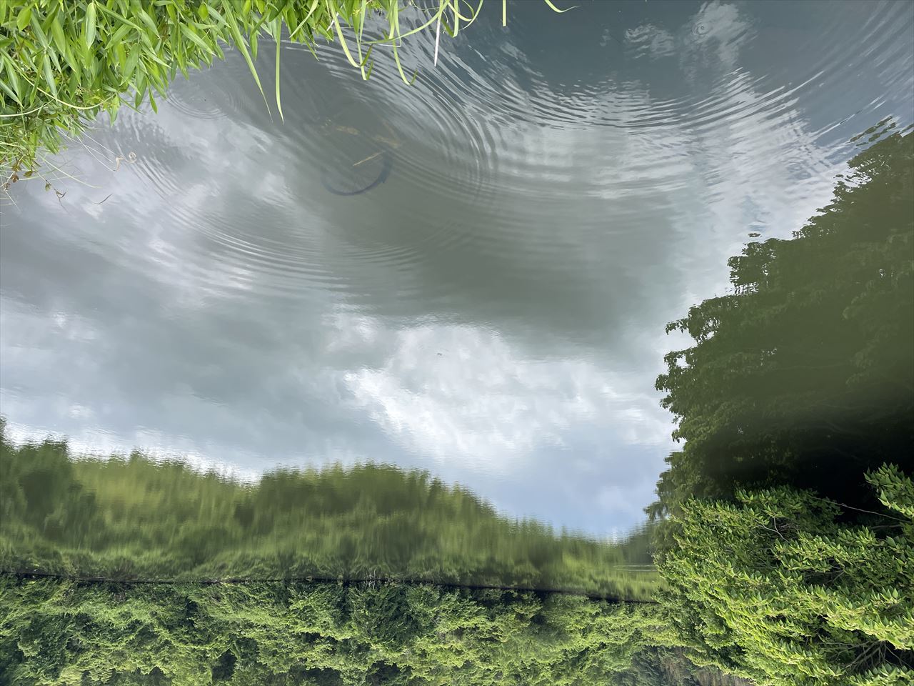 ◆小谷池（吉札）