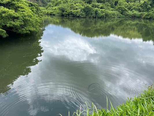 ◆小谷池（吉札）