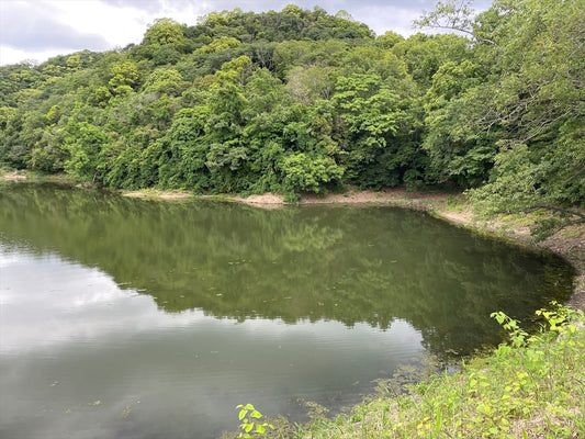 ◆大池（大谷）