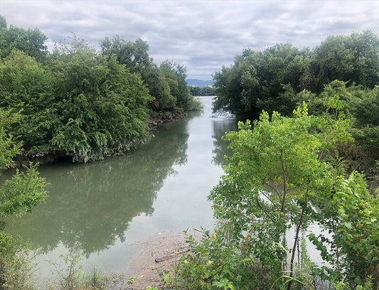 オカムラワンド