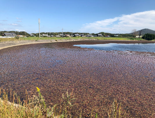 養林下池