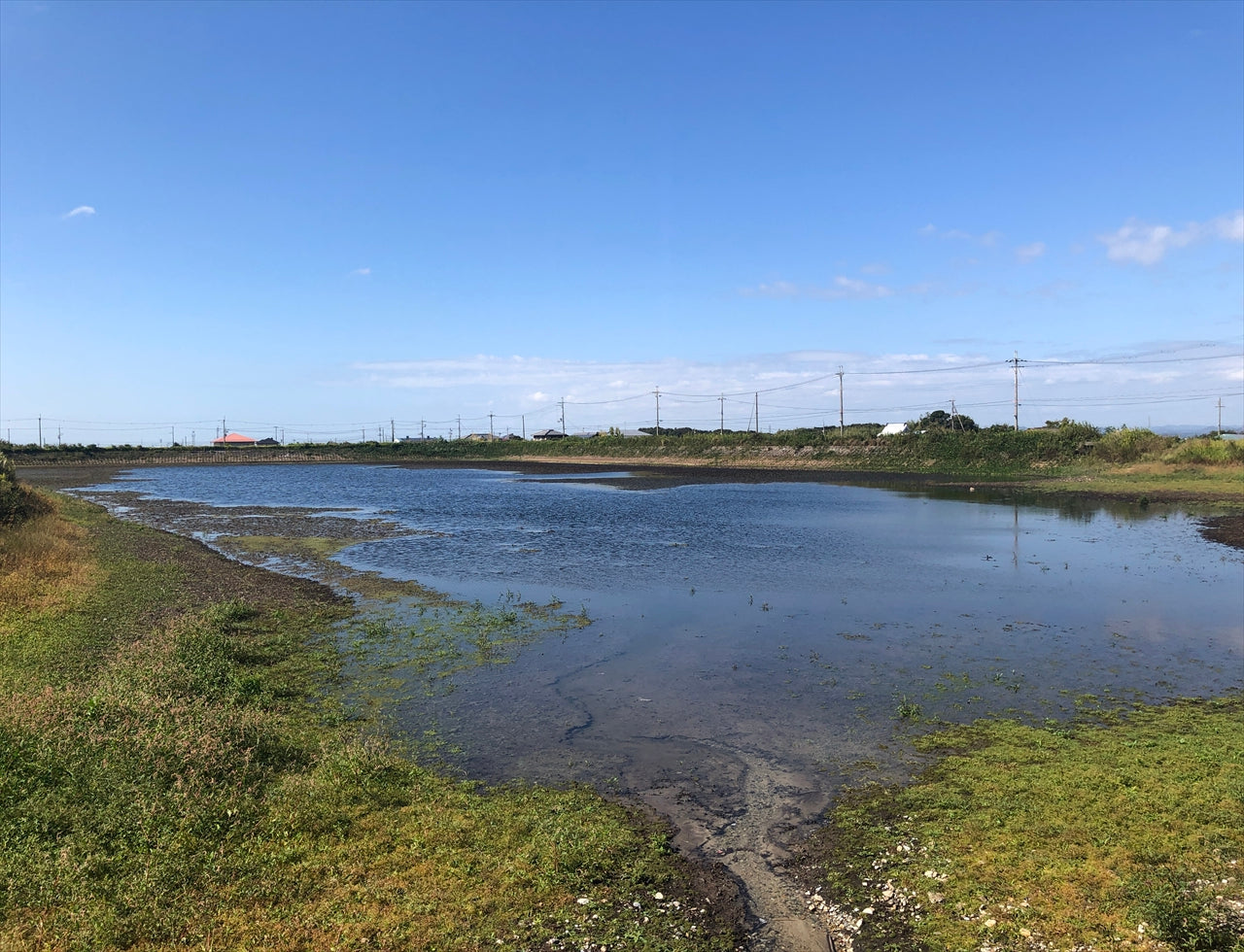 ◆沢池