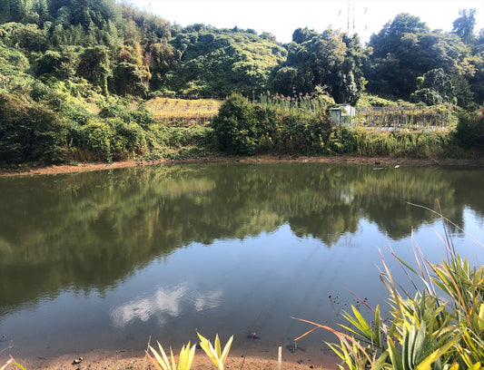 青谷北池