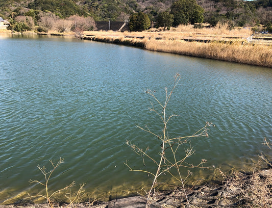 畔田池