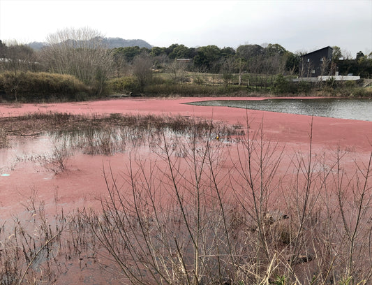 足和田池