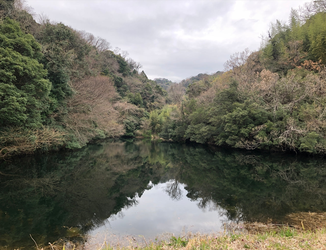 ◆井ノ脇池
