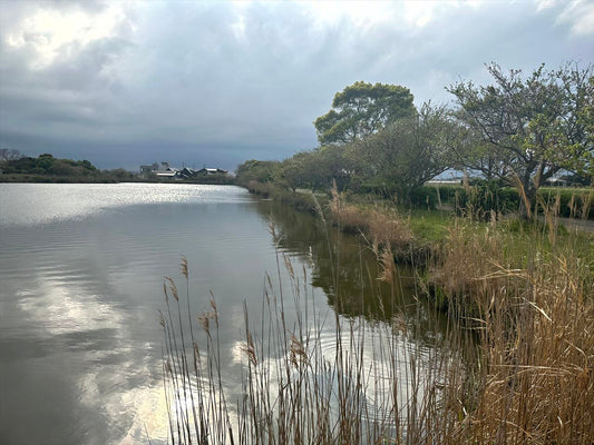 大関堰（長生村）