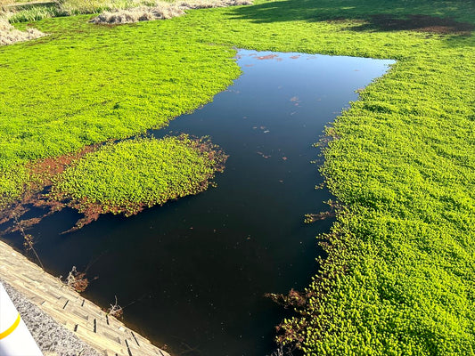 ニ号文化センター池（香川浅野）