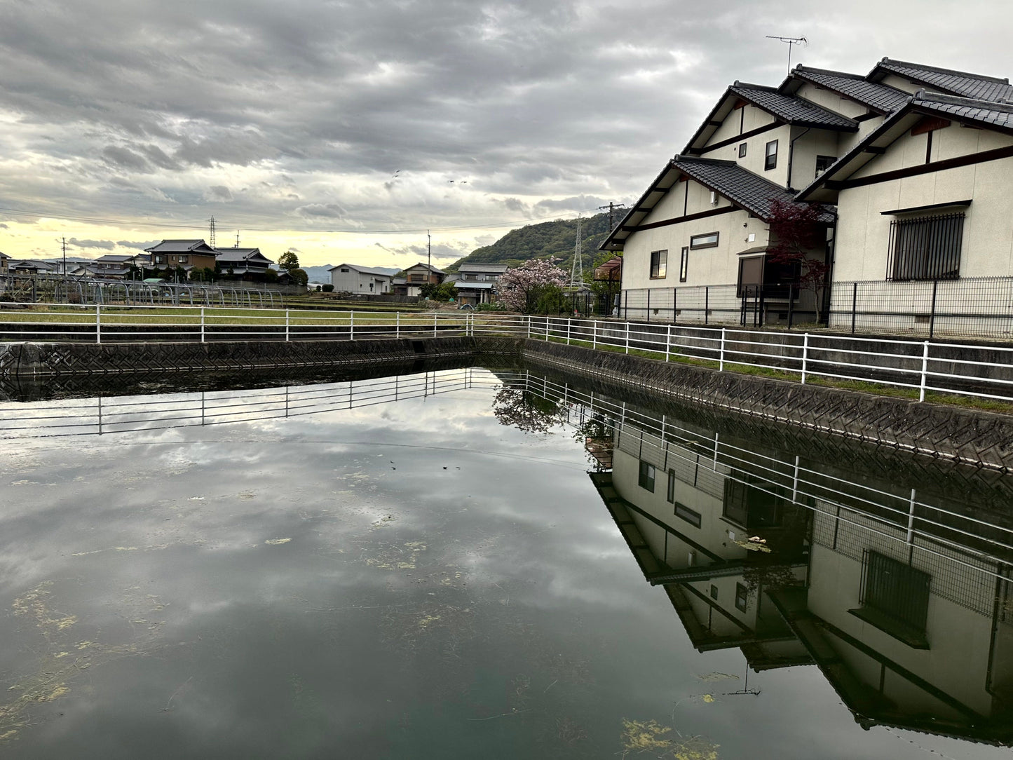 ◆大道池（西井坪）