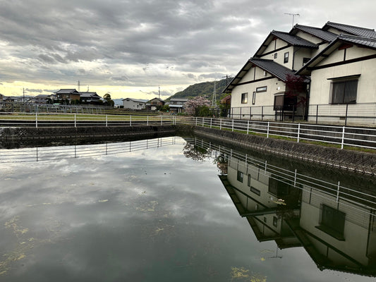 ◆大道池（西井坪）