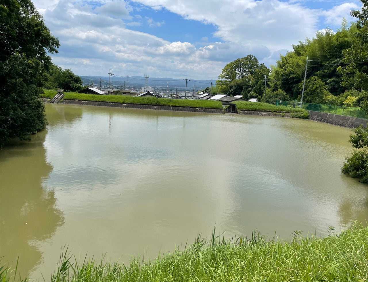 ◆安楽寺下池