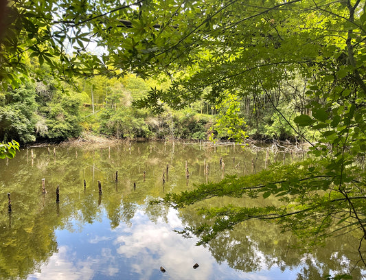 切ヶ敷池（下）