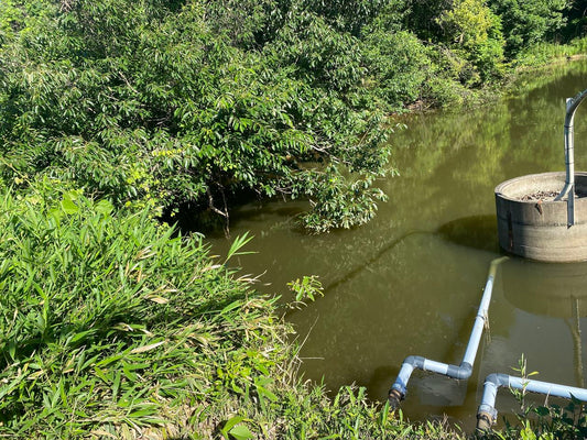 ◆新池（総社市下林）