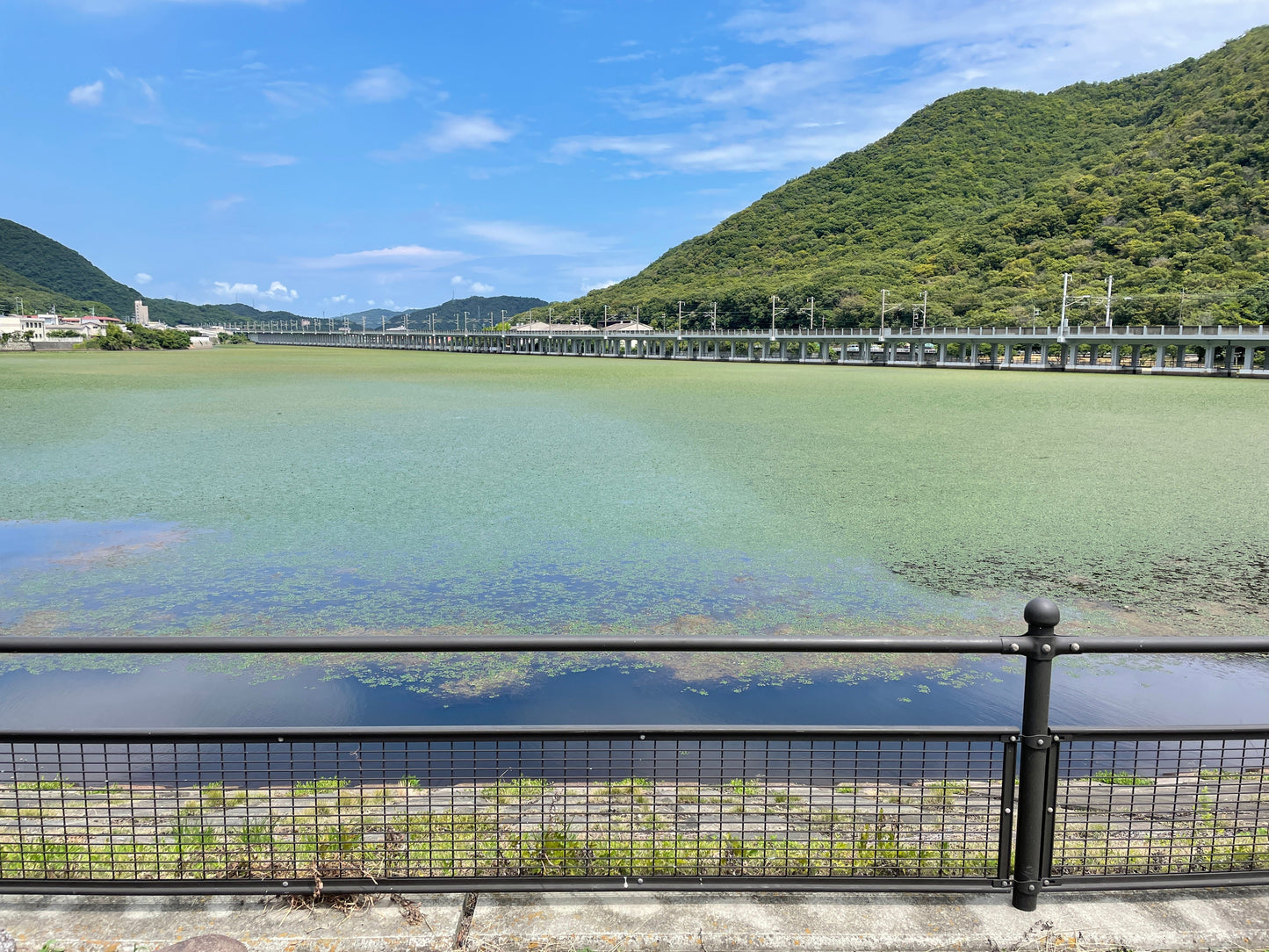 ◆大ヶ池