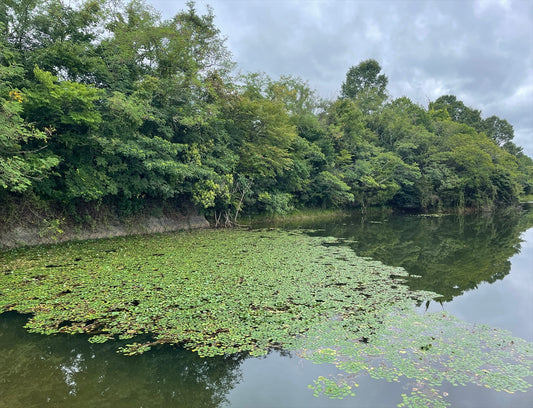 中の池（福住町）