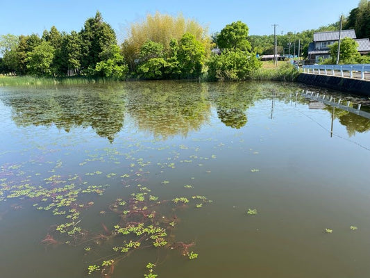 ◆大沢下池（伊賀市中友生）
