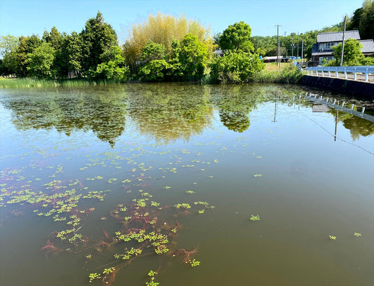 ◆大沢下池（中友生）