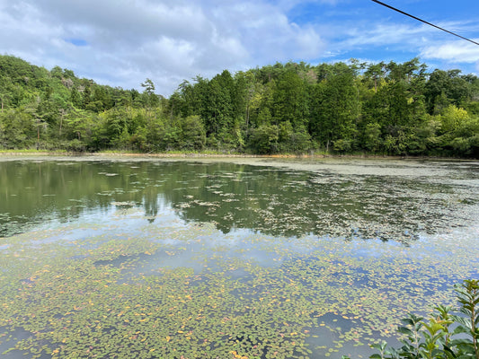 ◆下津田東池