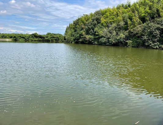 大池（椎野木町）