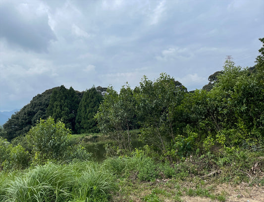 ◆新池（芸濃町楠原）