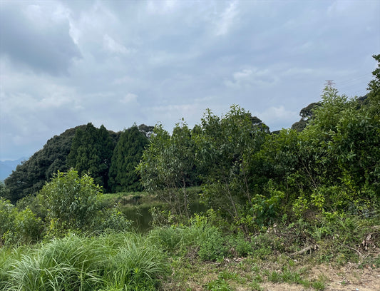 新池（芸濃町楠原）