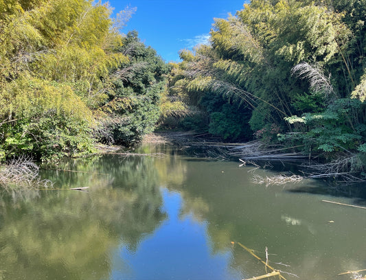 東上池（中之庄）