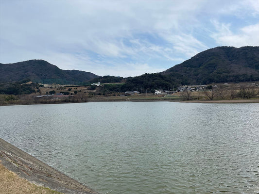 ◆大野池（池内）